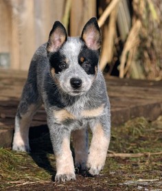 Australian Cattle Dog, Also Known as the Blue Heeler and Red Heeler