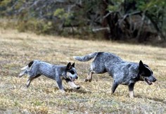 Australian Cattle Dog Page (Blue Heeler). Had one of these, she was awesome, would definitely consider another one!