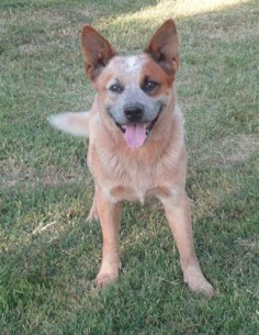 Australian Cattle Dog Red Heeler | Check out our Frequently Asked Questions page.
