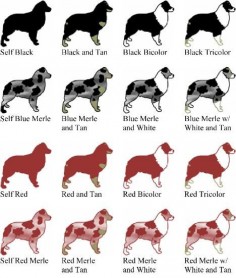Australian Shepherd color chart. All Aussies have various face patterns. The Merles have various spot patterns and sizes. The reds have colors ranging from strawberry blonde to dark liver.