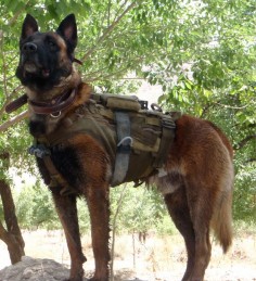 Australian Special Operations MWD Quake - killed by close range insurgent fire after alerting patrol members to enemy positions
