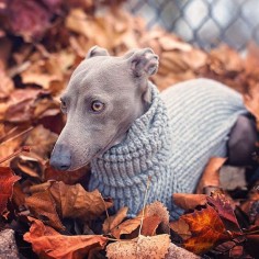 Autumn Italian greyhound