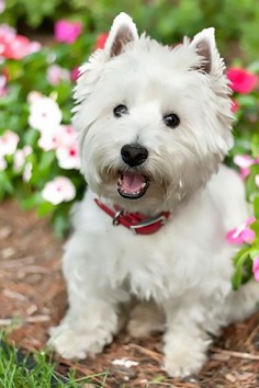 Aw I want a wee westie to love