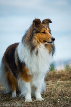 Aw! My childhood dog of nearly 15 years. Shetland Sheepdog "Sheltie". They are the best!