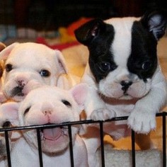 Aw these French bulldog puppies are adorable :)