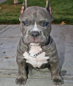 Awesome blue-nose puppy