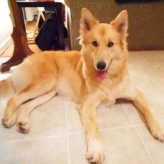 Awww! She's gorgeous!! :) German Shepard with Golden Retriever mix #dogs #pets