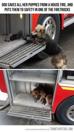 Awwww - dog saves pups from house fire