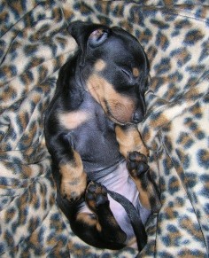 baby doxie