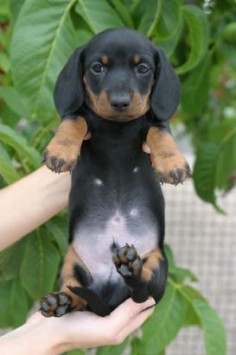 Baby Doxie