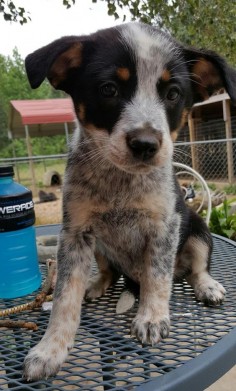 Baby Girl Bonnie is an adoptable Australian Cattle Dog (Blue Heeler) searching for a forever family near Baileyton, AL. Use Petfinder to find adoptable pets in your area.