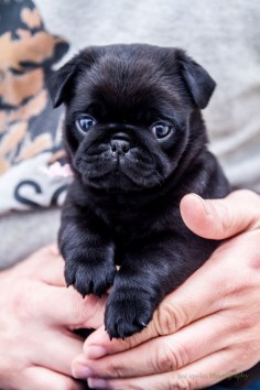 Baby pug