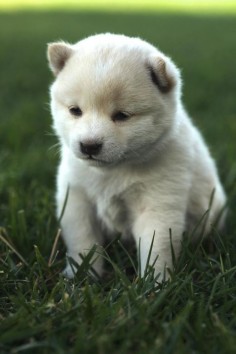 Baby Shiba Inu -- I love the cream Shibas. They're so fluffy and cute!