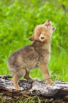 Baby Wolf Howling!