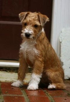 Banded Mountain Terrier - A newly developing breed I love all terriers!