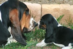 Basset Hound. How adorable can they get