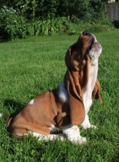 Basset Hound puppy howling, I'd totally name him Copper like from fox & the hound