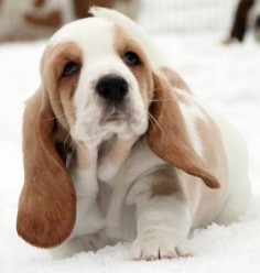 Basset Hound Puppy. One day, I shall own two basset hounds. I shall name them Cadbury and Beacon, after my greatest loves: CHOCOLATE!