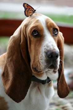 Basset hound with butterfly on its head. #PANDORAloves #Animals