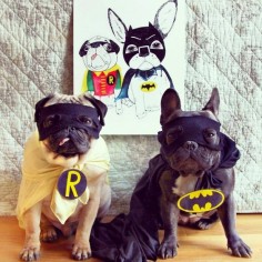'Bat Pug & Bat Frenchie', Pug and French Bulldog in Costume, via Batpig & Me Tumble It