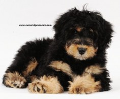 Bernedoodle | Animals, my love and obsession. | Pinterest