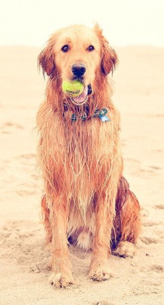 beach dog.