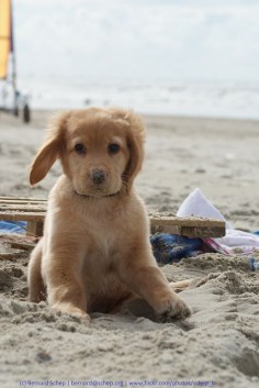 Beach Doggie