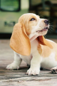 Beagle/ Basset Hound (i think) My favorite dog!!! ♥