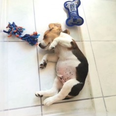Beagle belly