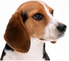 beagle-facts