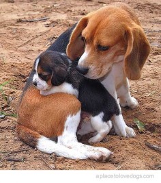 Beagle Love