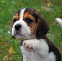 Beagle puppies are just the cutest