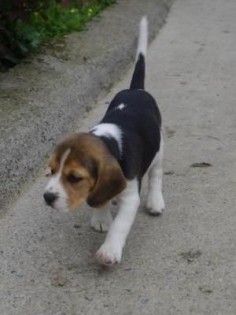 beagle puppy - Google Search