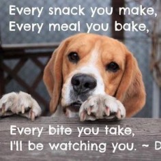 Beagle stare. Mine would always stand under the table waiting for falling crums. Great vacuum cleaners these babies!