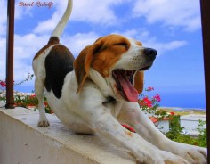 beagle stretch and yawn