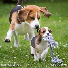Beagles!!