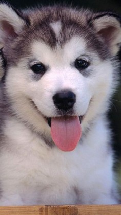 Beautiful and cute Siberian Husky puppy