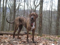 Beautiful, beautiful, brindle Plott Hound. Love this dog! Great hunting dog, watch dog, and all-round family dog. Low-maintenance coat, too. I probably need another one. Or two :)