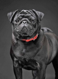Beautiful black  Click on this image for more pinable #dogs #puppies and #Pugs