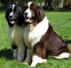 Beautiful couple of newfies ♥