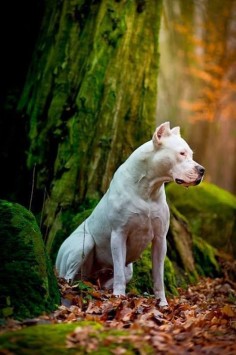 beautiful dog- dogo argentino