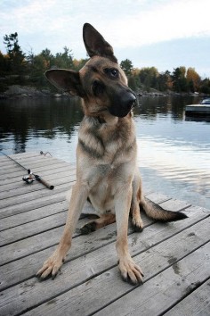 Beautiful #German #Shepherd #Dog.