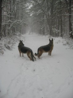 beautiful ... German Shepherds love the snow ... wonderful protective family dogs! loyal!