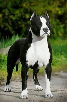 Beautiful markings on this Pit ♥