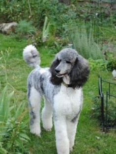 Beautiful poodle right there.