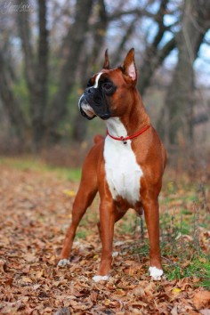 Beautiful red boxer- reminds me of the first boxer we had when I was a kid.