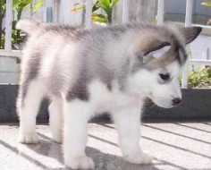 Beautiful Wolf Like Alaskan Malamute Enjoy These Mega Cute Puppy Pics
