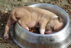 Because eating is just such hard work when you’re so very small. :-)