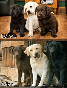 Before and After. Lab Puppies Grow Up.