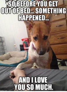 Before You Get Out of Bed - Funny Animals with Captions LOL